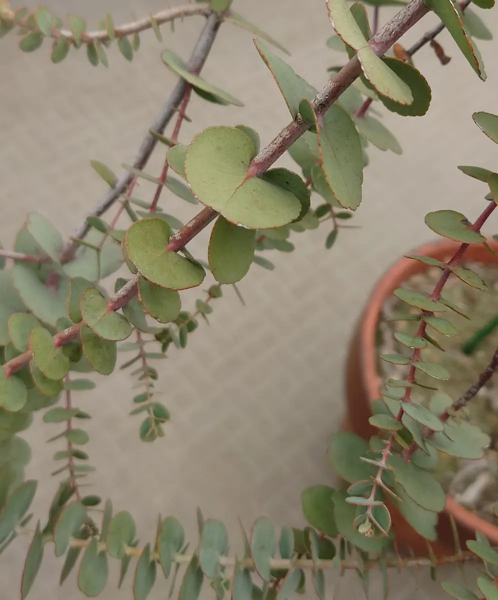 レア種　ユーカリ　リズドニー 133876553.jpg?cmsp_timestamp=