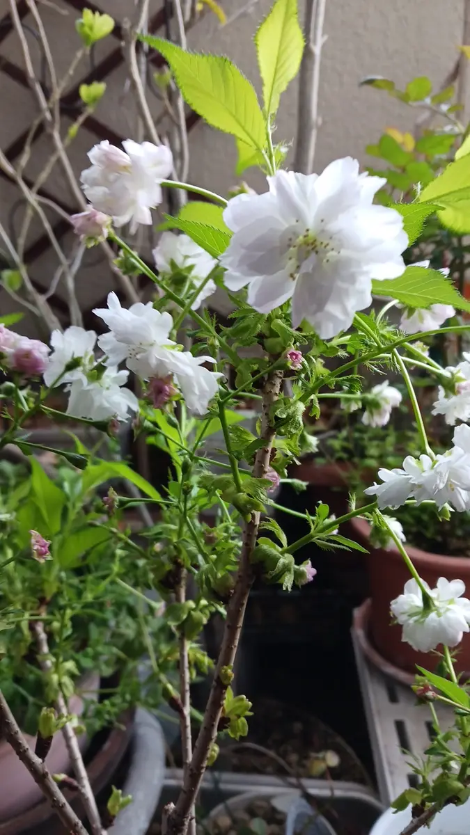 初めての桜～育つかな。育て育て八重桜(おしどり)｜そだレポ（栽培
