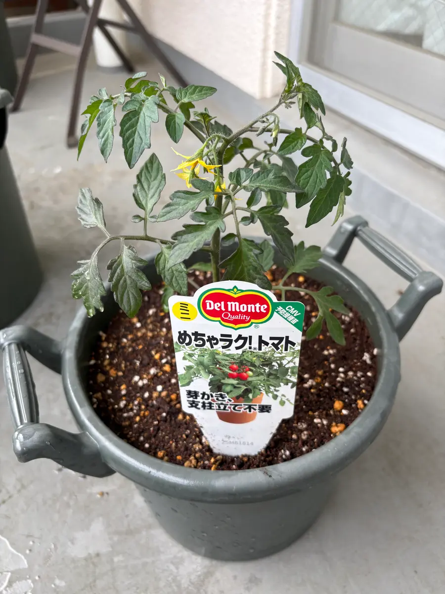 ミニトマト）めちゃラク！トマト｜そだレポ（栽培レポート）byともやし