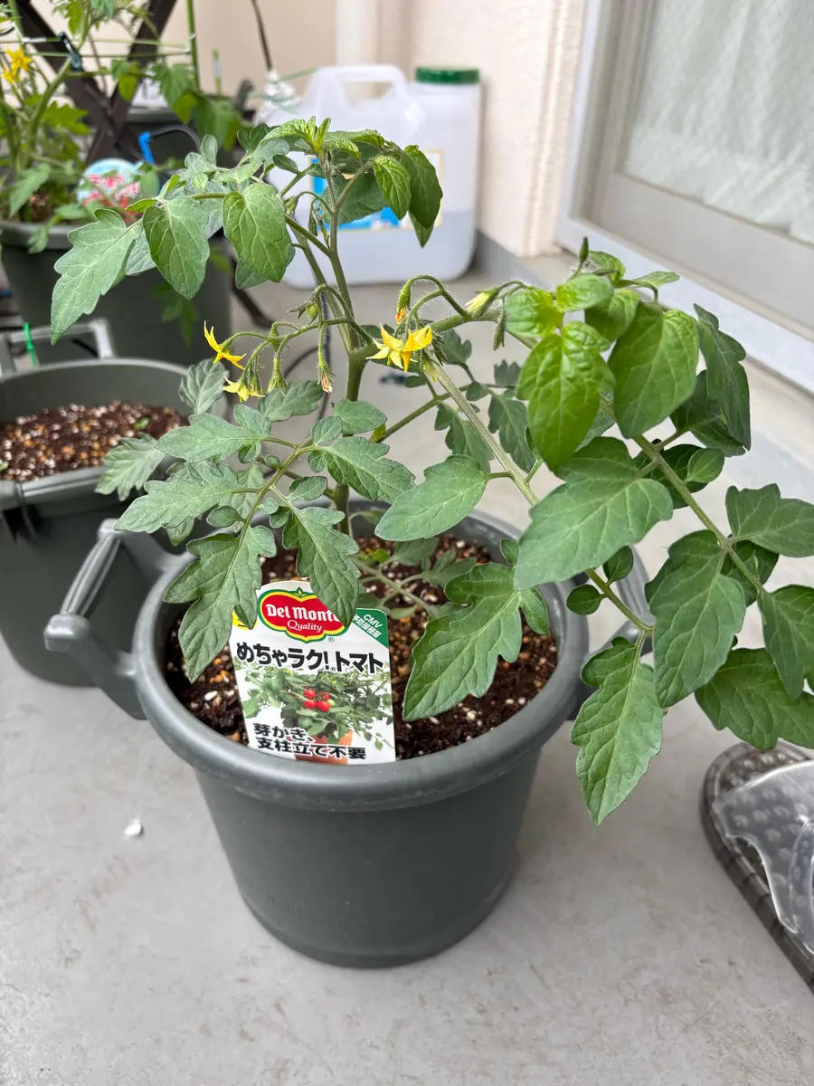 ミニトマト）めちゃラク！トマト｜そだレポ（栽培レポート）byともやし