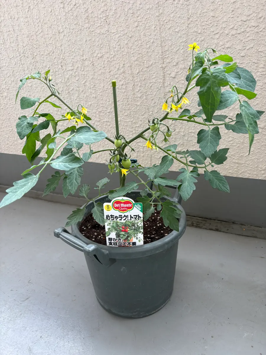 Y字…（21日目）「（ミニトマト）めちゃラク！トマト」-そだレポ