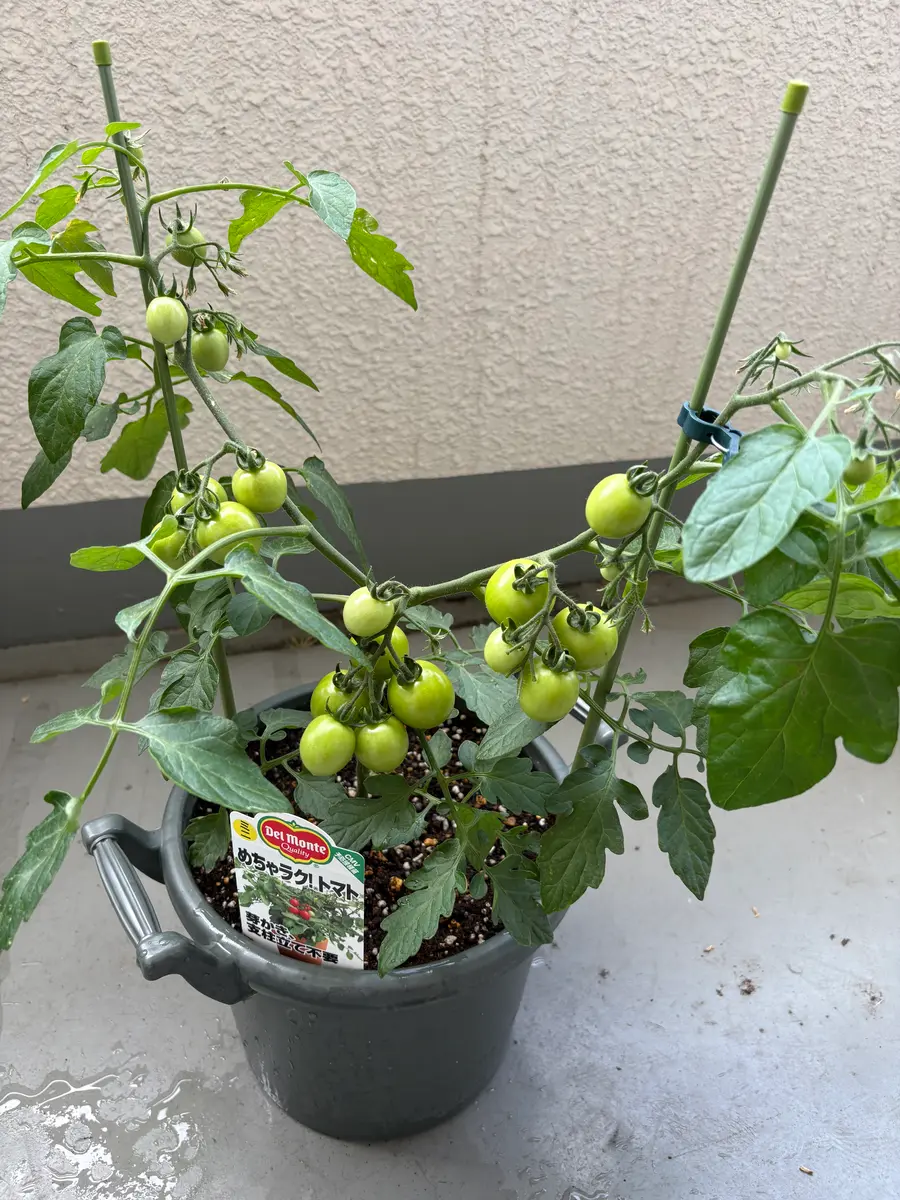 とまと様 光樹とまと｜佐賀県が誇る美味しいブランドトマト | かわそえ光樹とまと