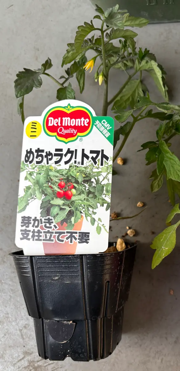 ミニトマト）めちゃラク！トマト｜そだレポ（栽培レポート）byともやし