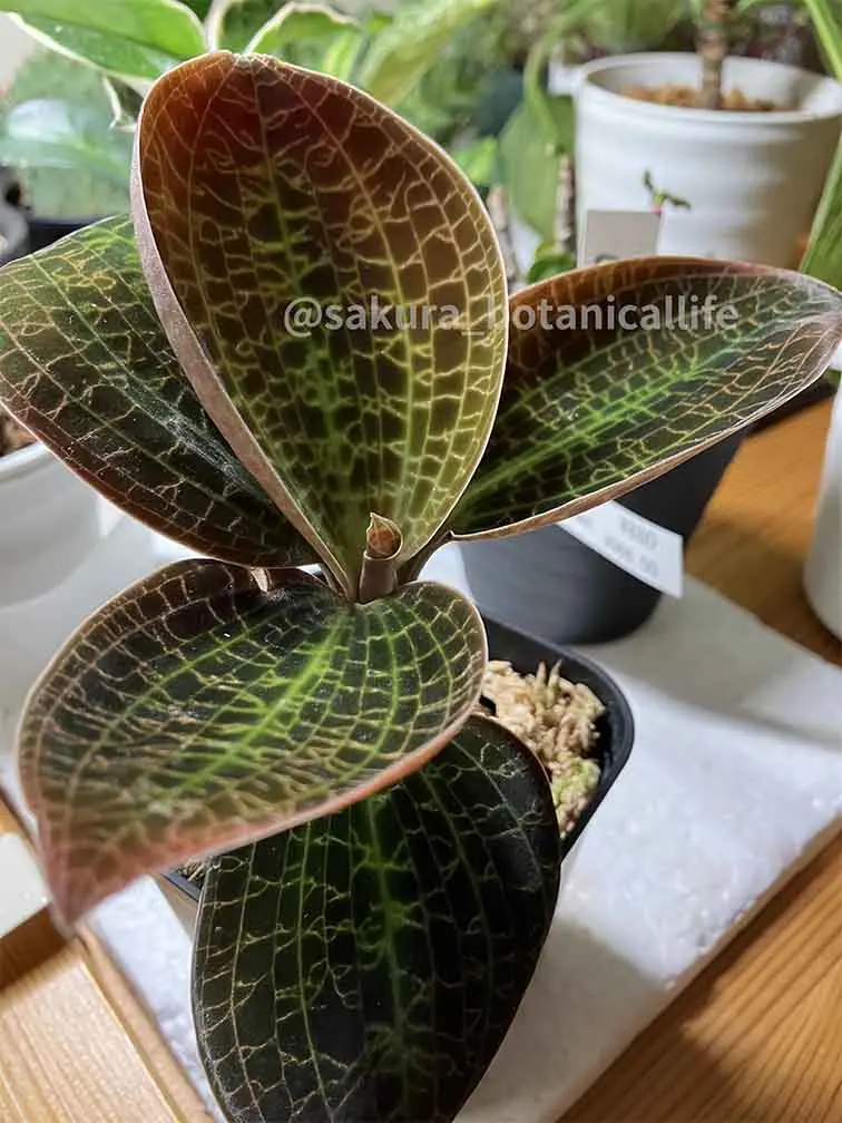 ジュエルオーキッド ドッシニアマルモラータ育成中｜そだレポ（栽培