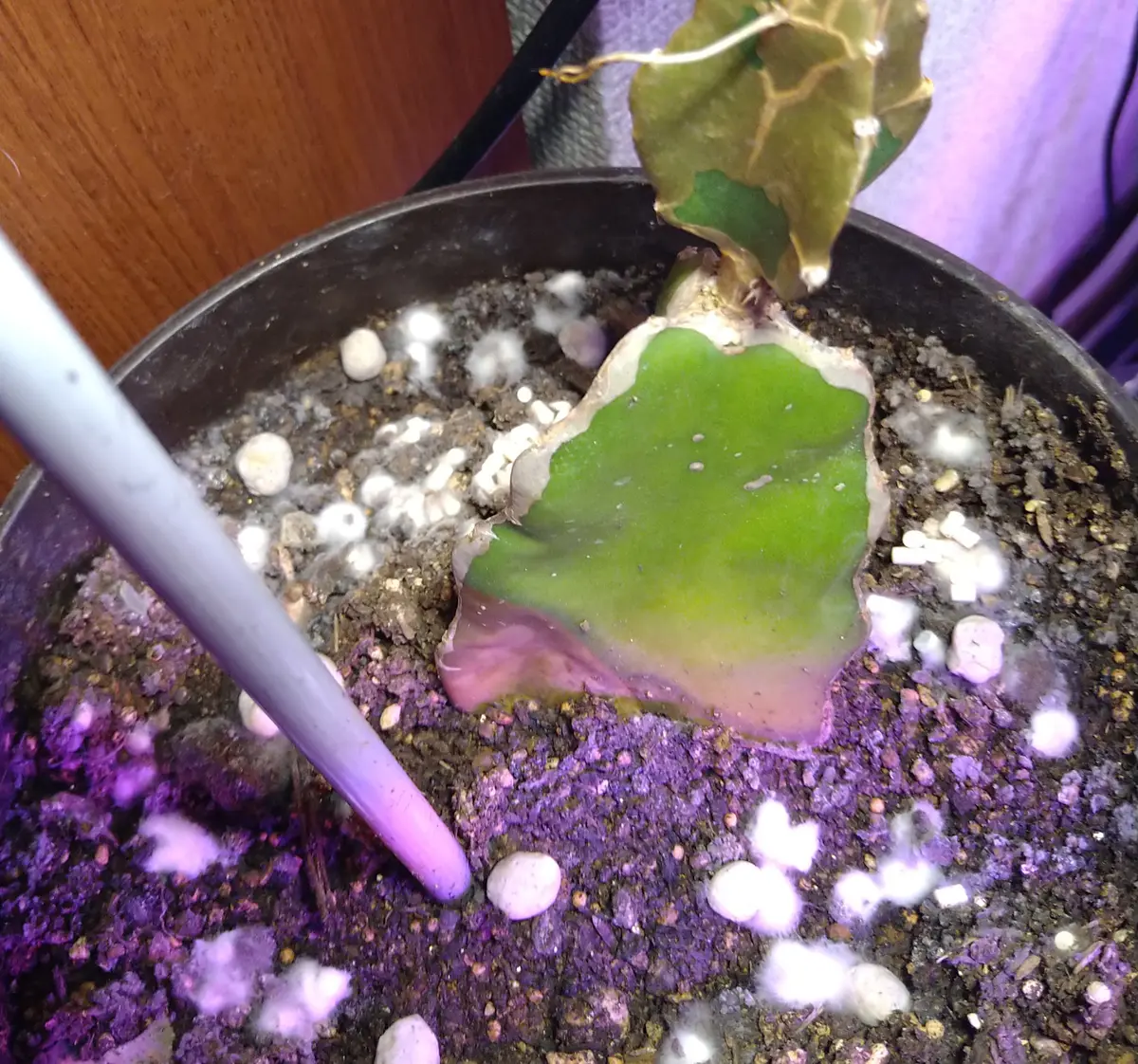 栽培中🌱】苗からドラゴンフルーツ(白)を育てる｜そだレポ（栽培