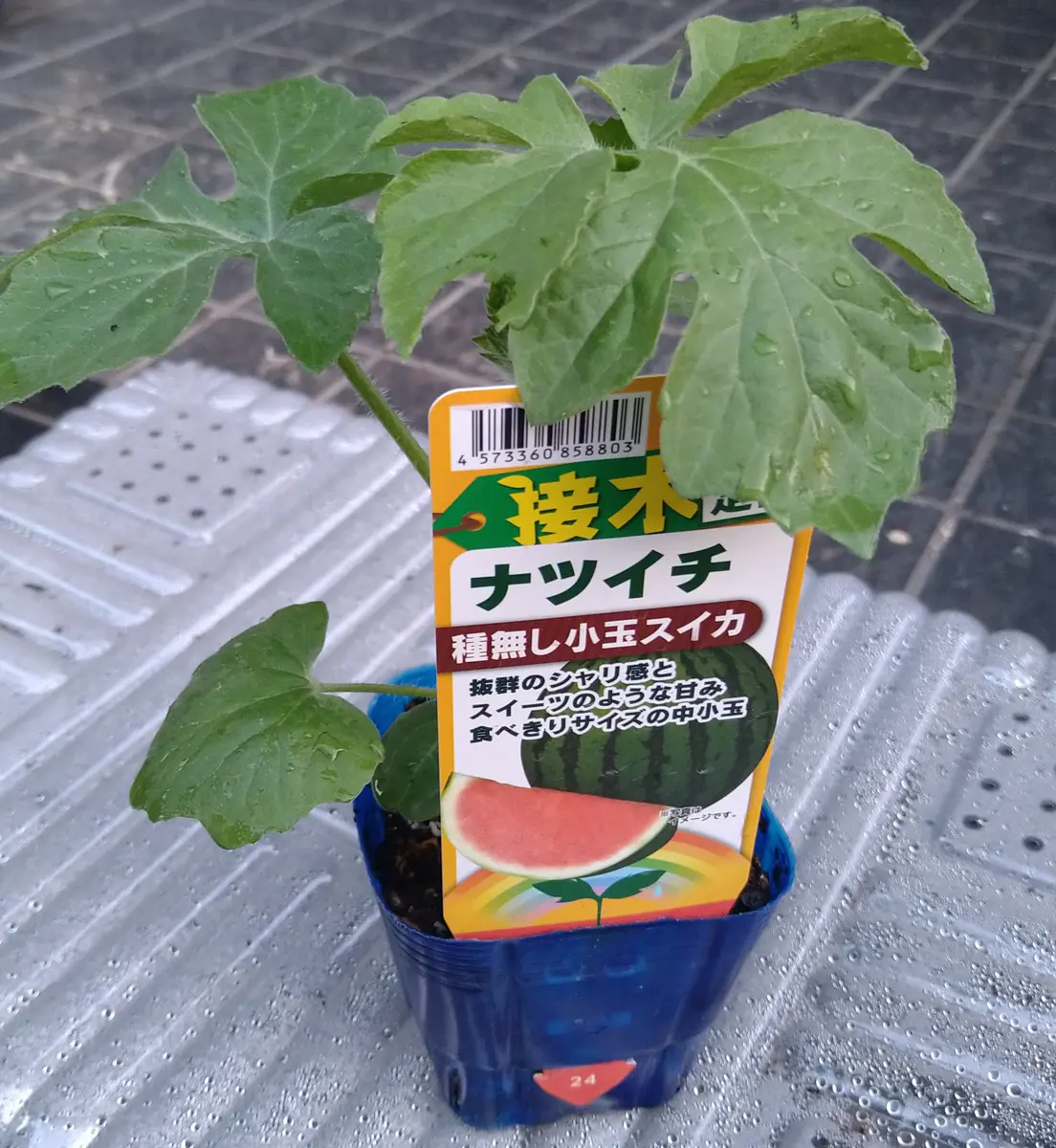 完結🌻】種無し小玉スイカ「ナツイチ」を苗から鉢栽培する｜そだレポ