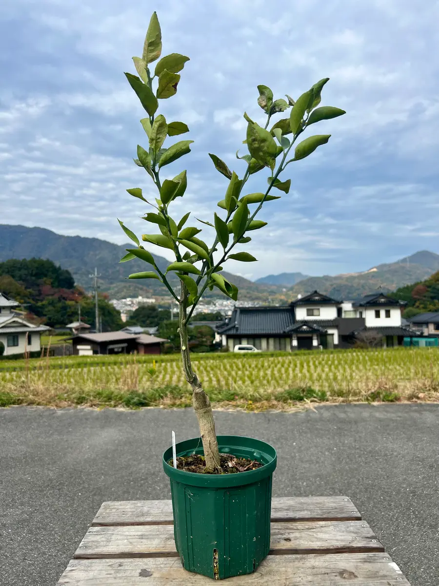 完全初心者による《べにばえ》の鉢栽培記録｜そだレポ（栽培レポート