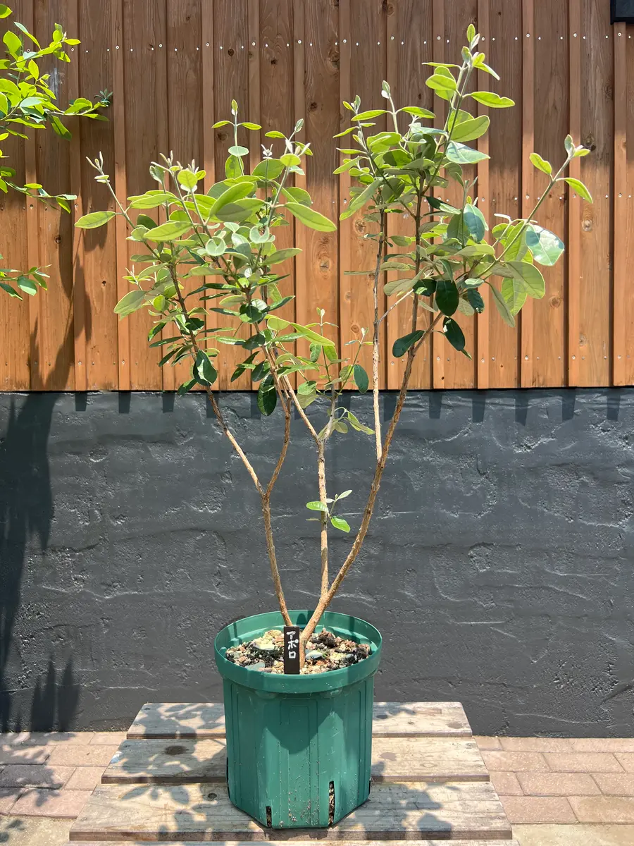 フェイジョア アハート 鉢植え フェイジョア アハート 鉢植え 果樹