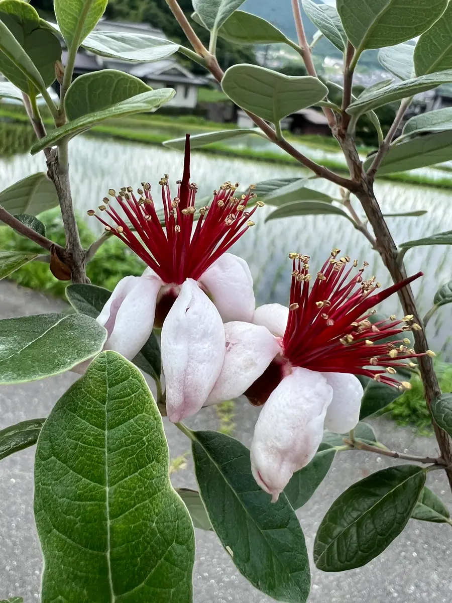 完全初心者による《アポロ：フェイジョア》の鉢栽培記録｜そだレポ