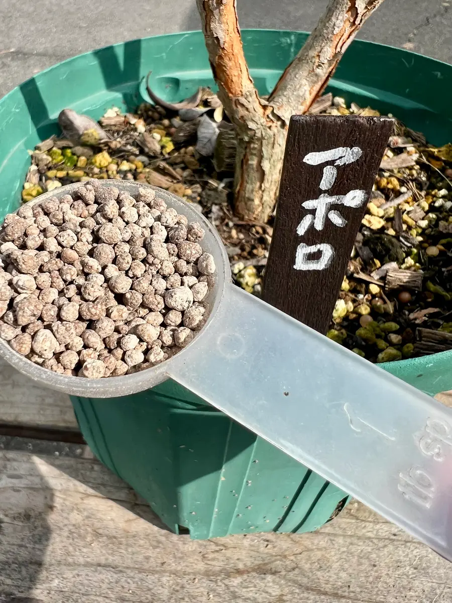 完全初心者による《アポロ：フェイジョア》の鉢栽培記録｜そだレポ