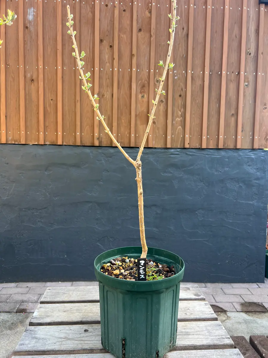 失敗】完全初心者による《マンモス：フェイジョア》の鉢栽培記録｜そだ