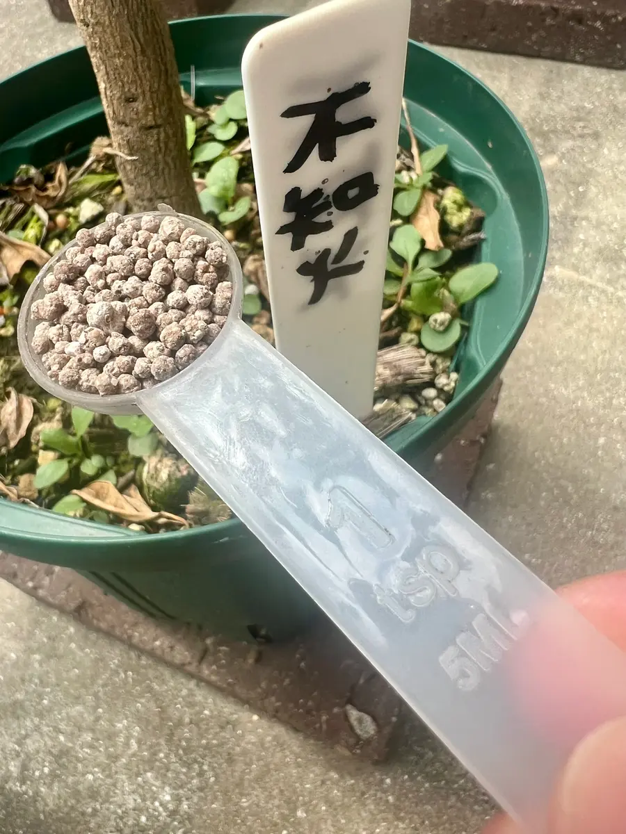 完全初心者による《不知火》の鉢栽培記録｜そだレポ（栽培レポート）by