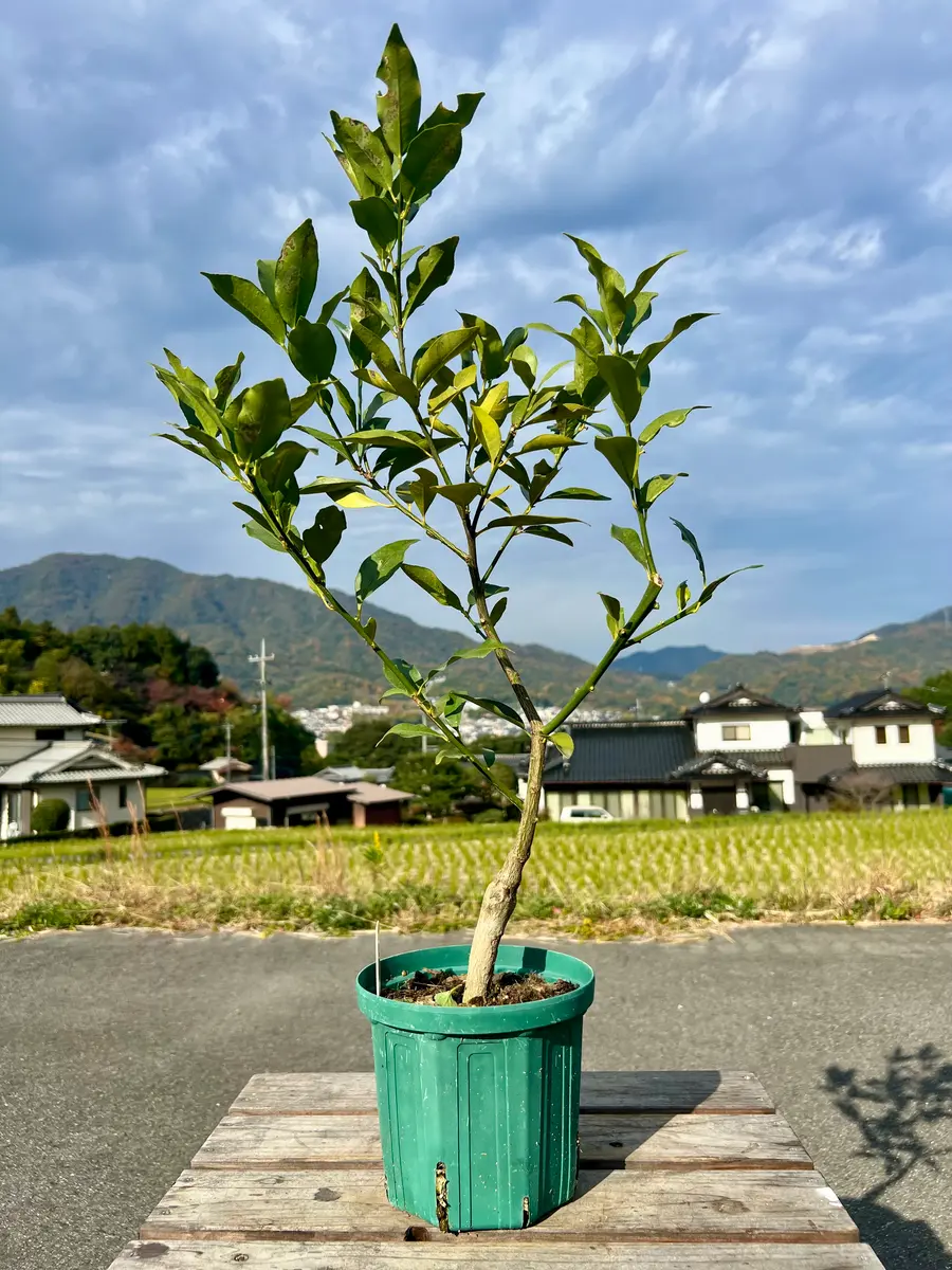 完全初心者による《ぷちまる：金柑》の鉢栽培記録｜そだレポ（栽培