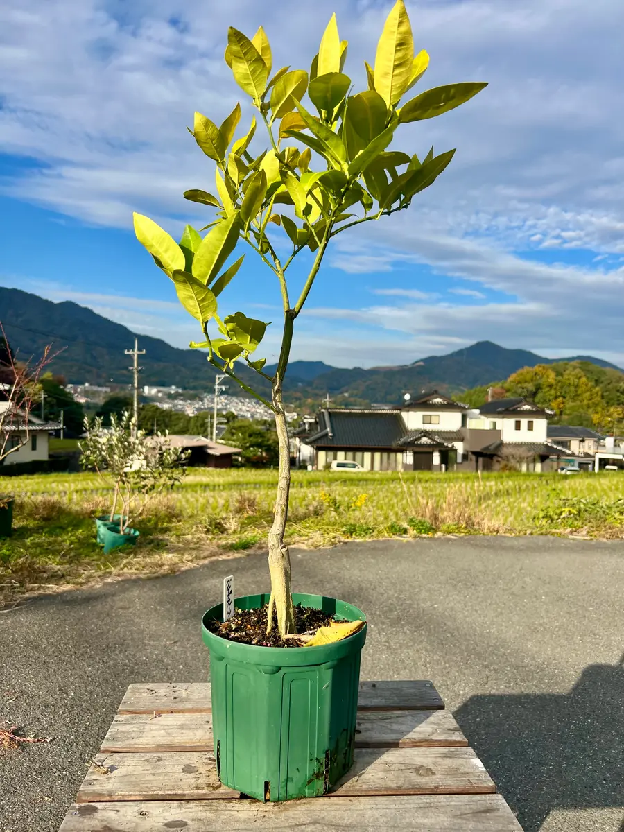 完全初心者による《グレープフルーツ》の鉢栽培記録｜そだレポ（栽培