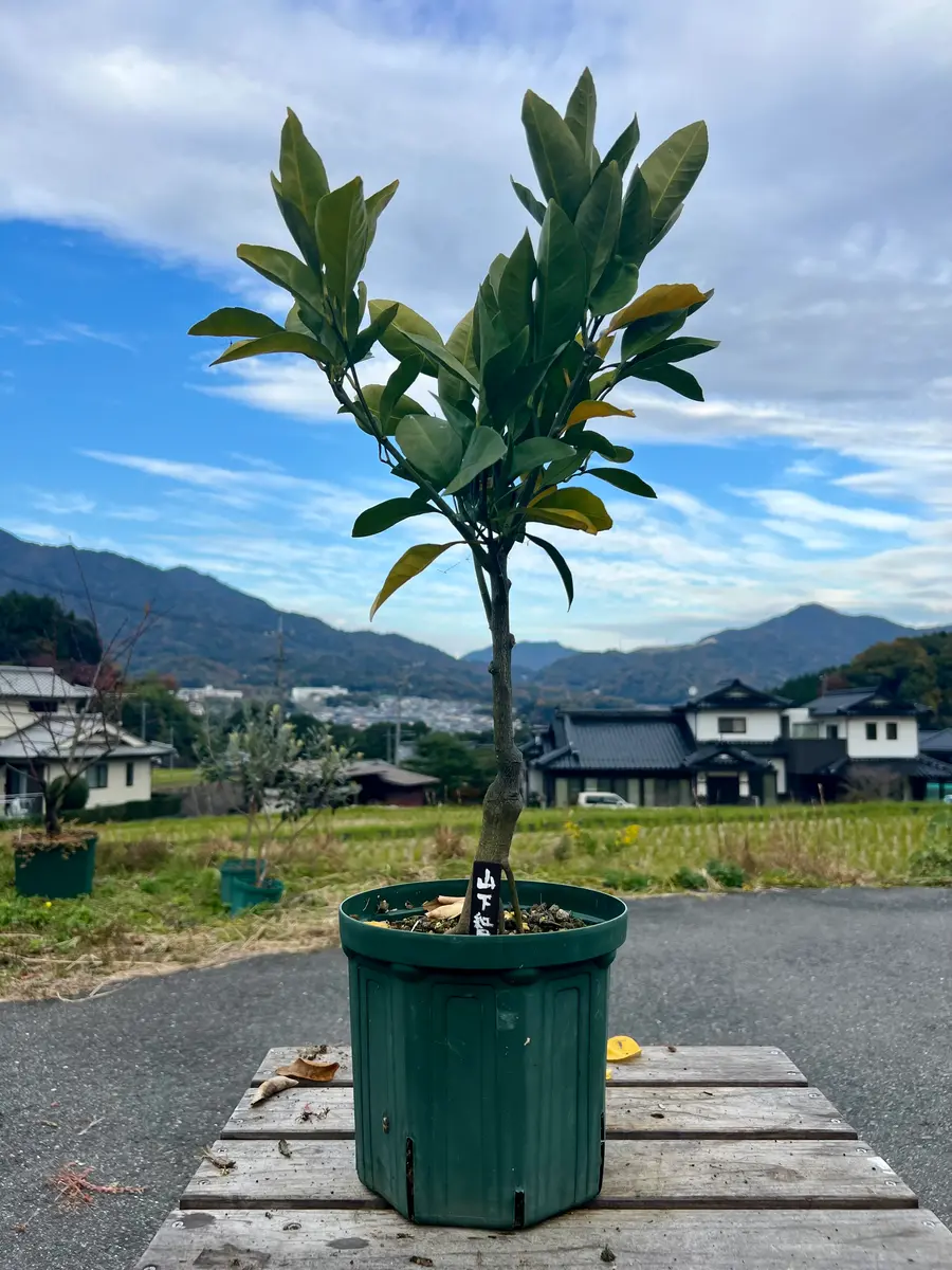 完全初心者による《山下紅早生》の鉢栽培記録｜そだレポ（栽培レポート