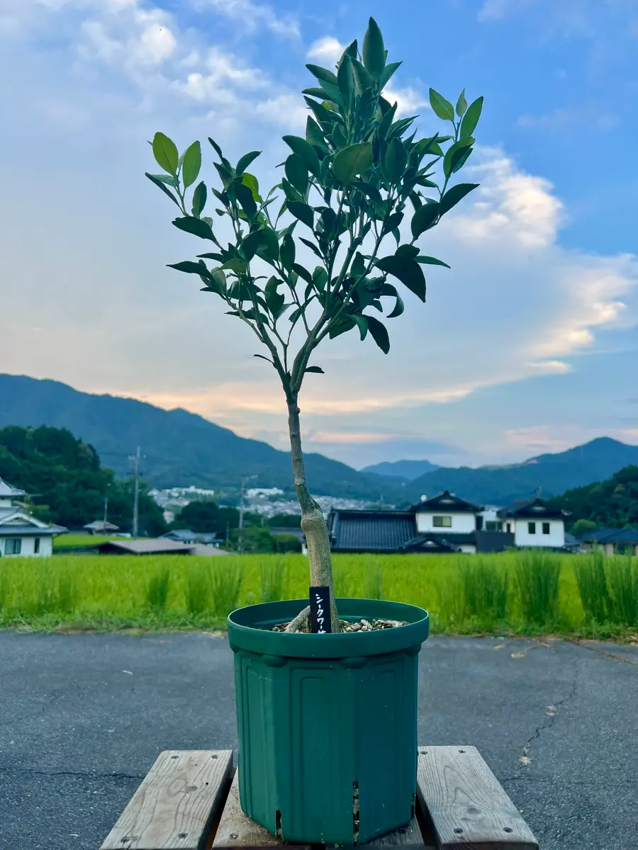 完全初心者による《シークワーサー》の鉢栽培記録｜そだレポ（栽培