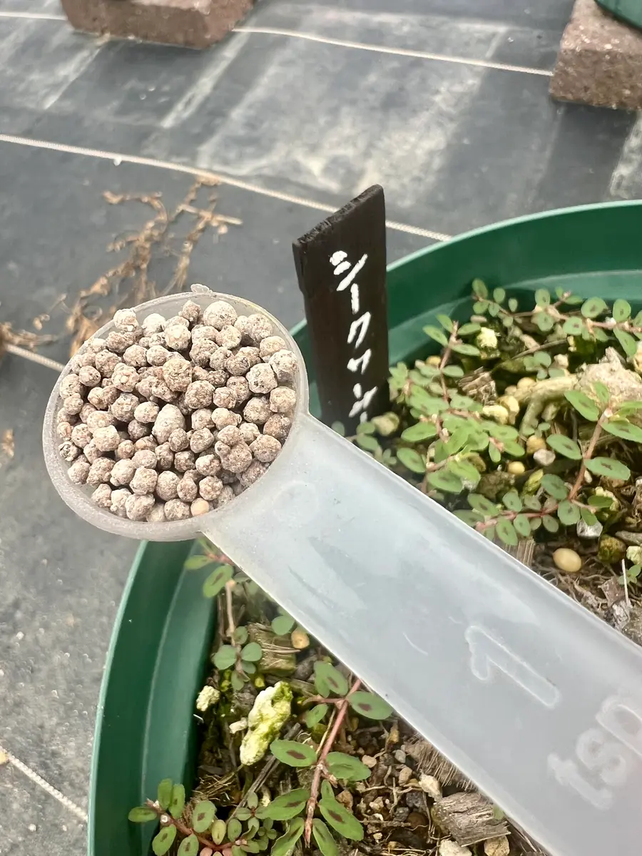 完全初心者による《シークワーサー》の鉢栽培記録｜そだレポ（栽培