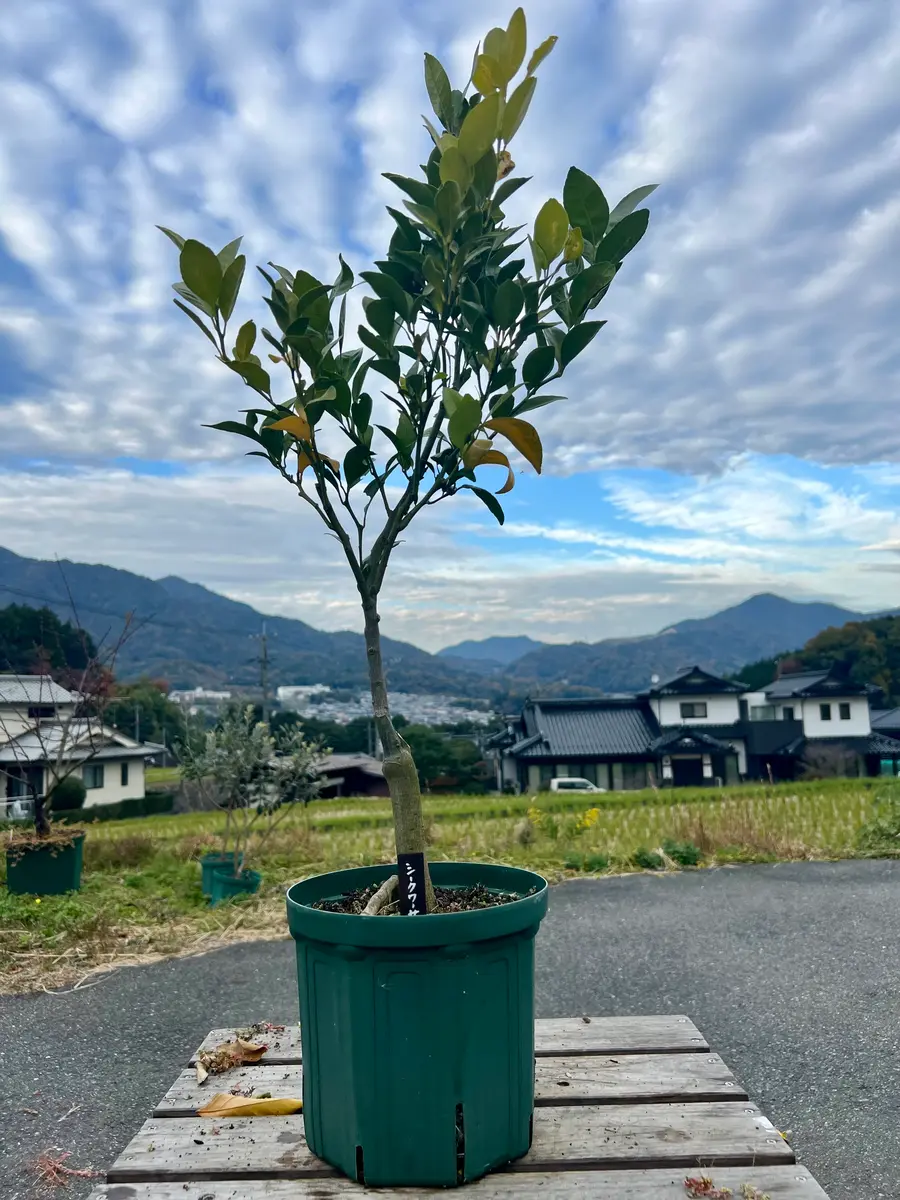 完全初心者による《シークワーサー》の鉢栽培記録｜そだレポ（栽培