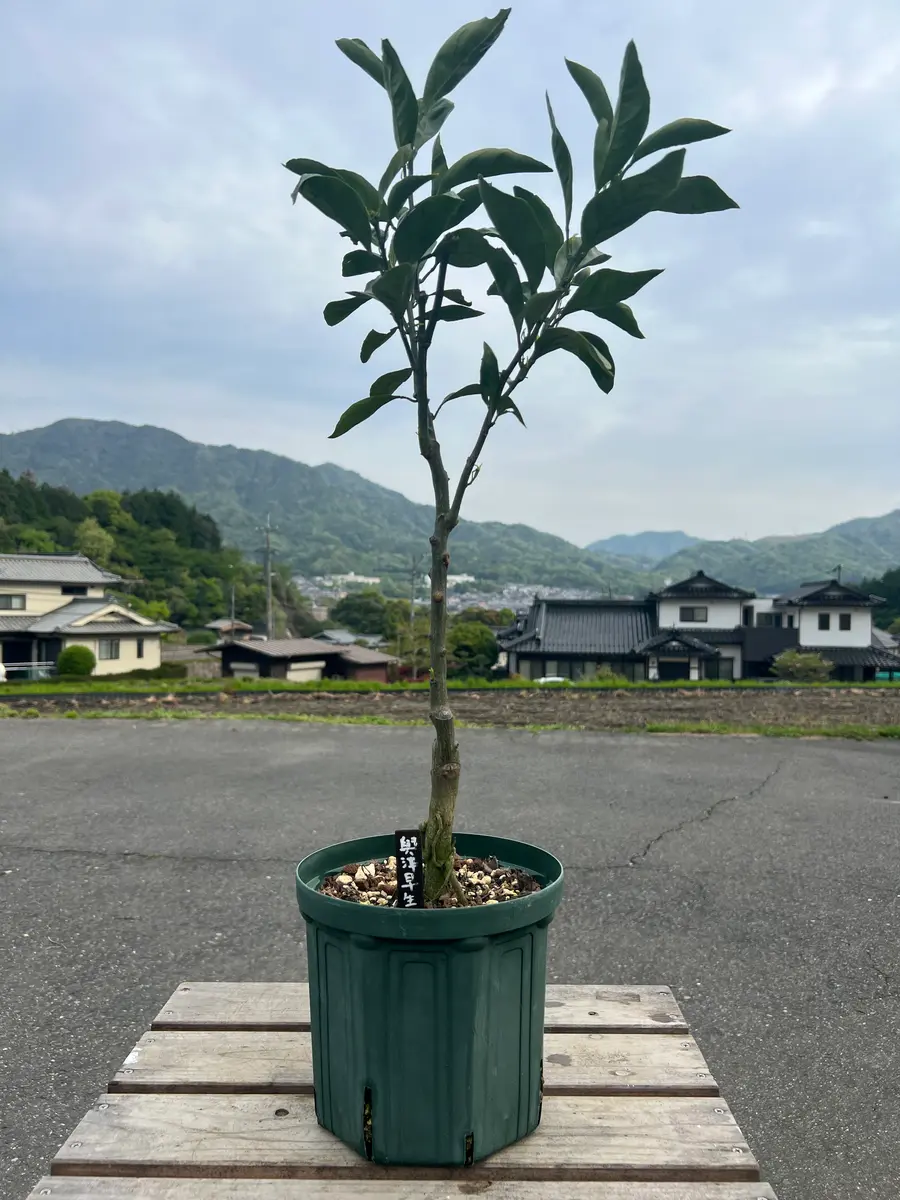 完全初心者による《興津早生》の鉢栽培記録｜そだレポ（栽培レポート