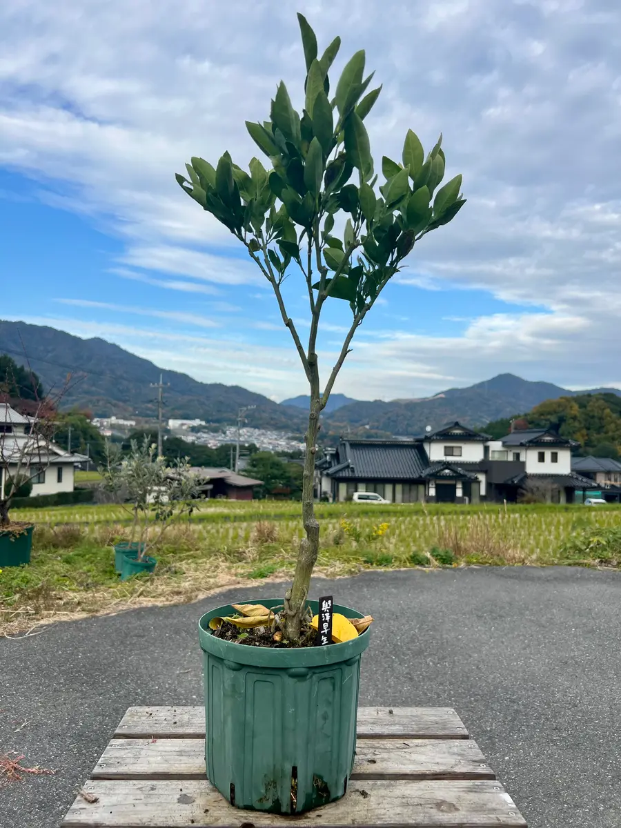 完全初心者による《興津早生》の鉢栽培記録｜そだレポ（栽培レポート