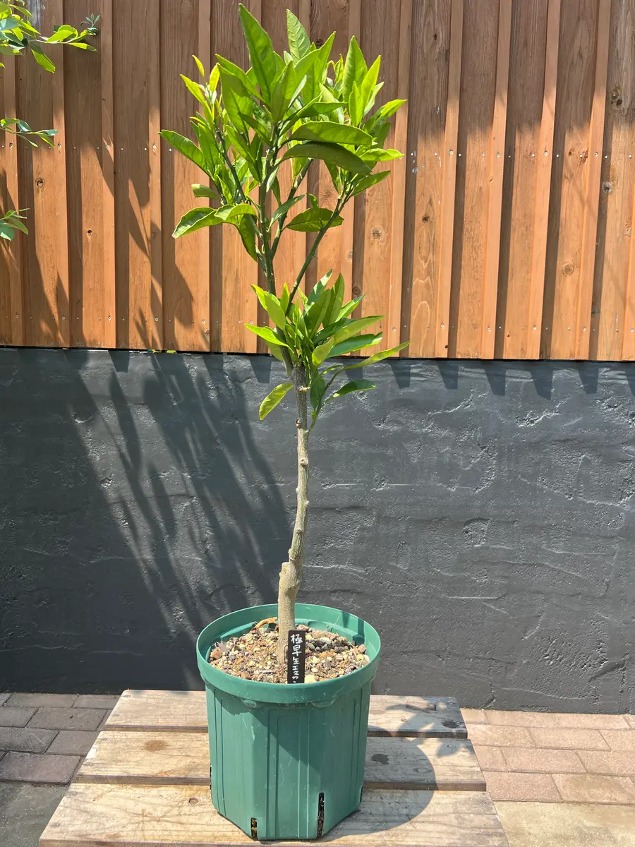 完全初心者による《極早生エヌワン》の鉢栽培記録｜そだレポ（栽培