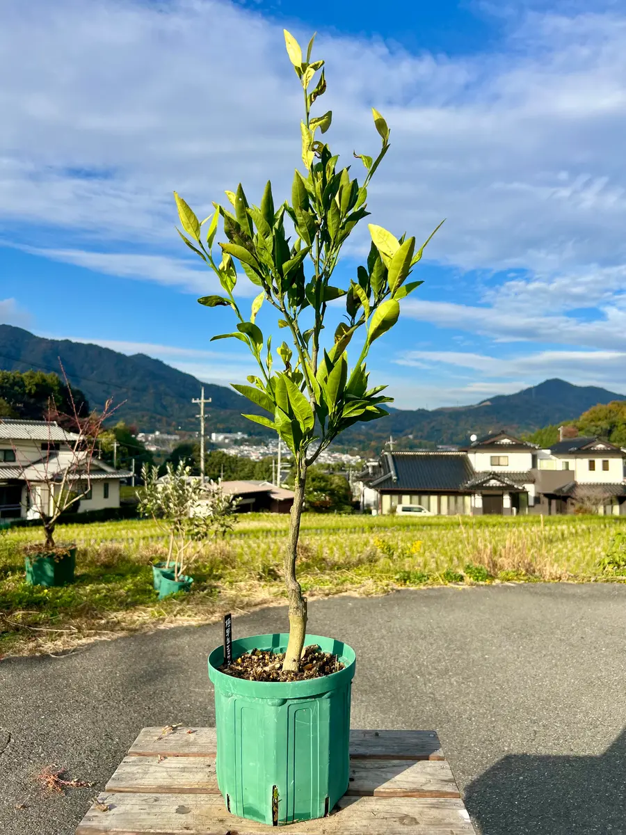 完全初心者による《極早生エヌワン》の鉢栽培記録｜そだレポ（栽培