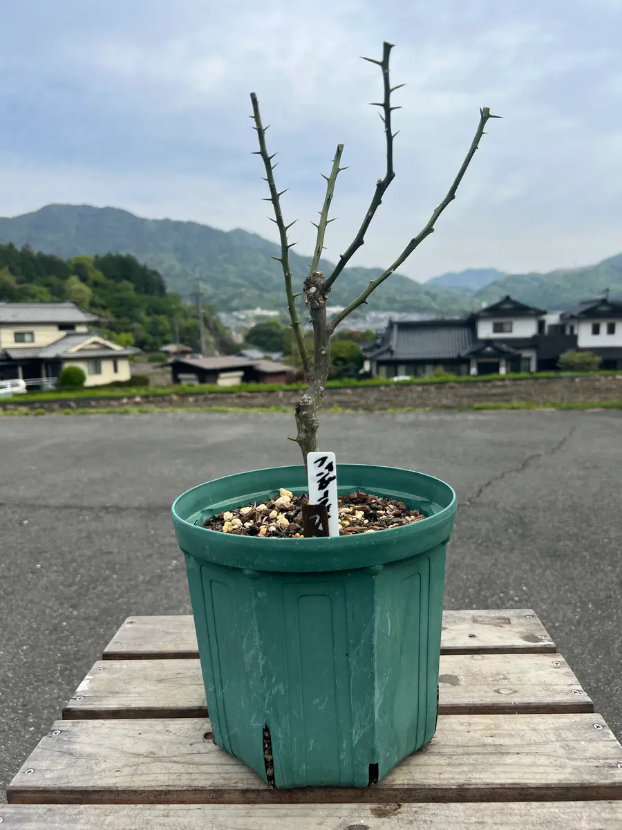 完全初心者による《フィンガーライム（緑）》の鉢栽培記録｜そだ
