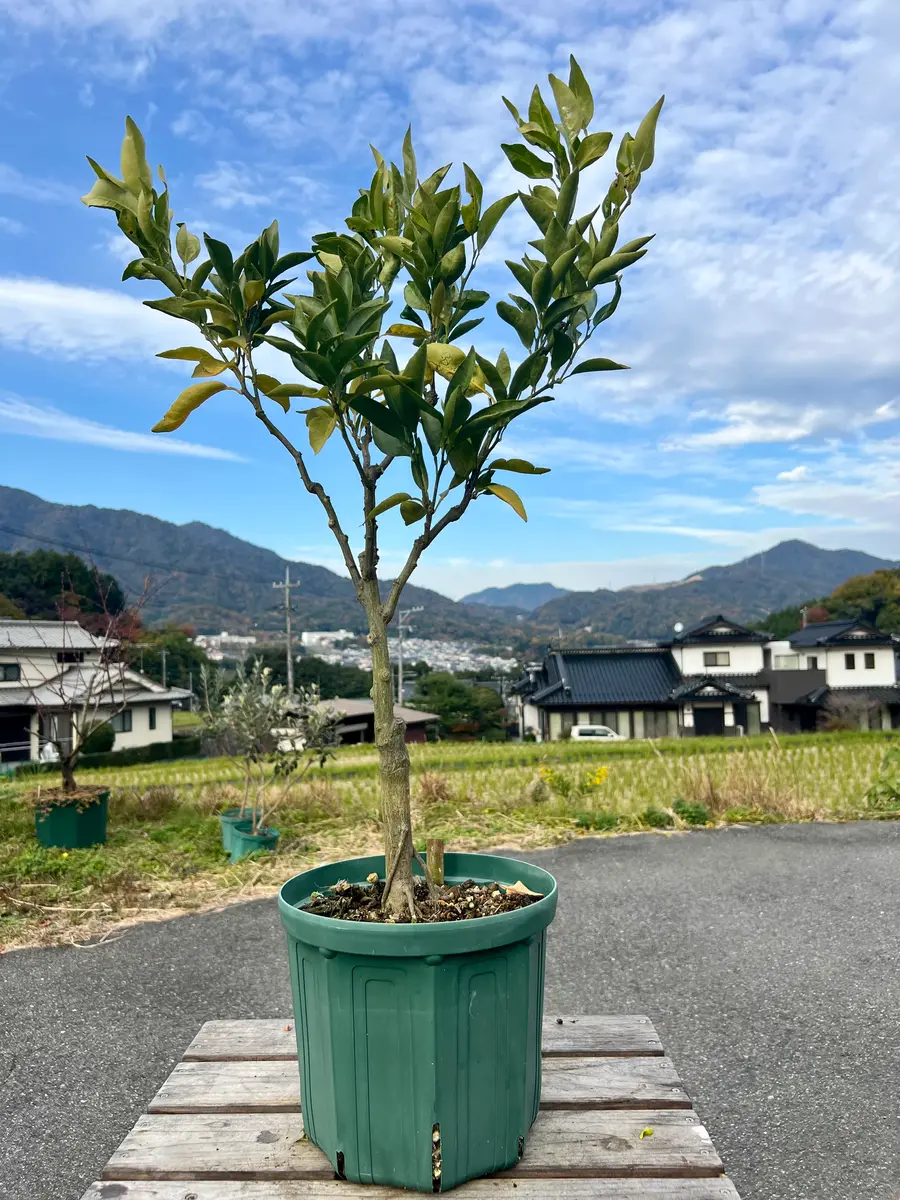 完全初心者による《せとか》の鉢栽培記録｜そだレポ（栽培レポート）by