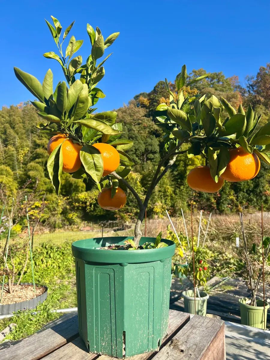 完全初心者による《宮川早生》の鉢栽培記録｜そだレポ（栽培レポート