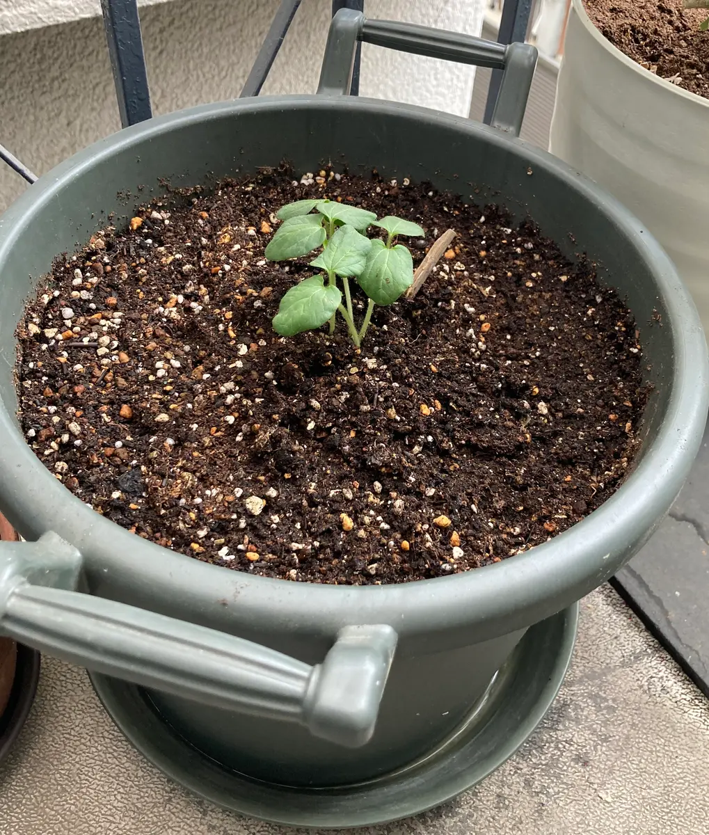 はじめてのオクラ プランター栽培｜そだレポ（栽培レポート