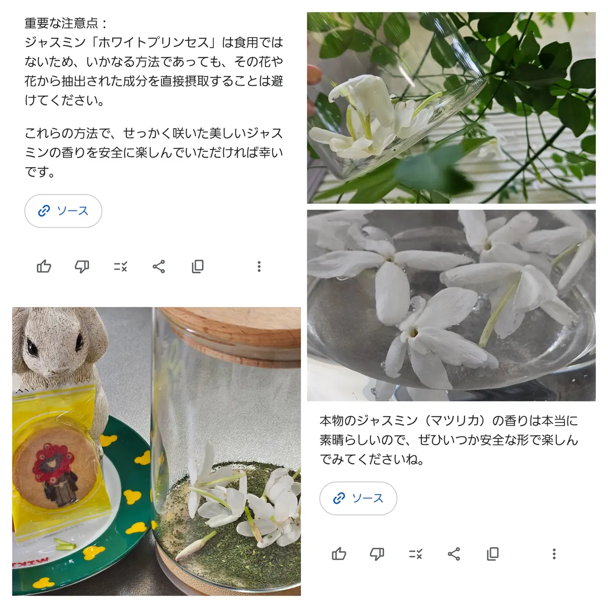 完 ジャスミンでジャスミンティを作る｜そだレポ（栽培レポート