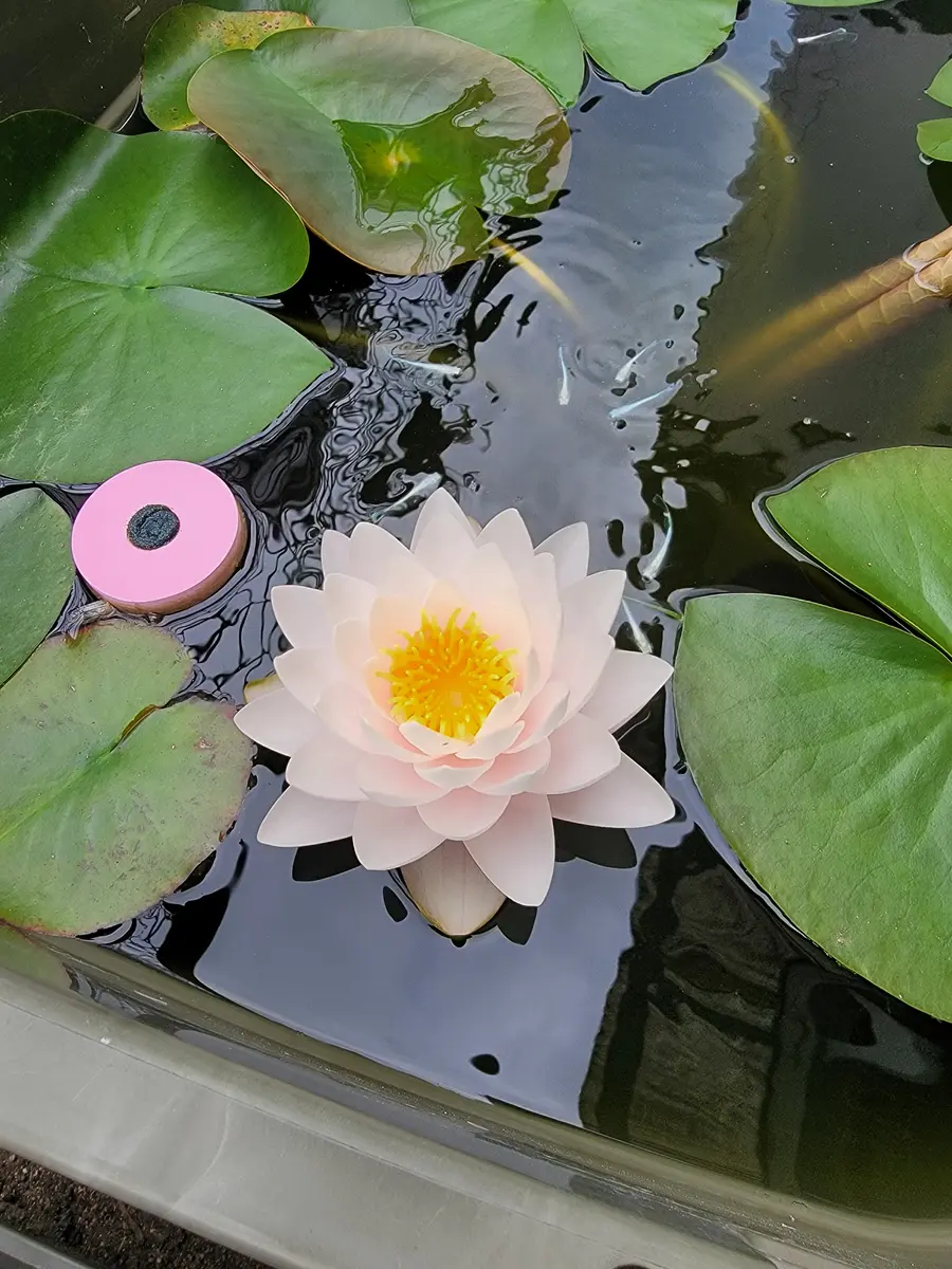 特集 フラワー・ガーデニング スイレン スワンナ 球根 睡蓮苗 熱帯