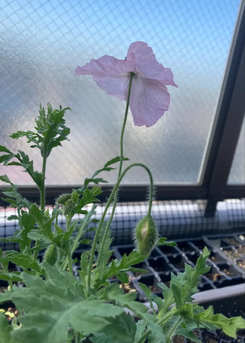 虞美人草をタネから育てる｜そだレポ（栽培レポート）byおちゃまめ