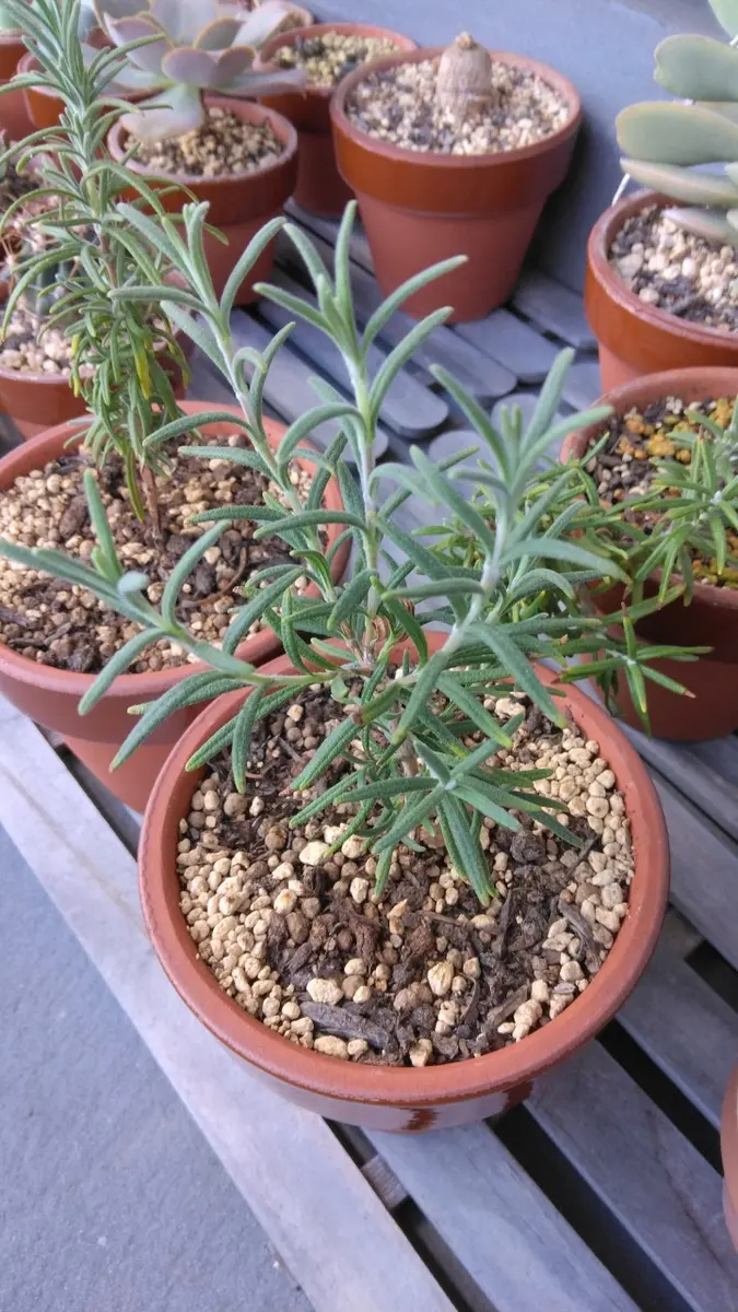 ローズマリー挿し木｜そだレポ（栽培レポート）byTripleMellow