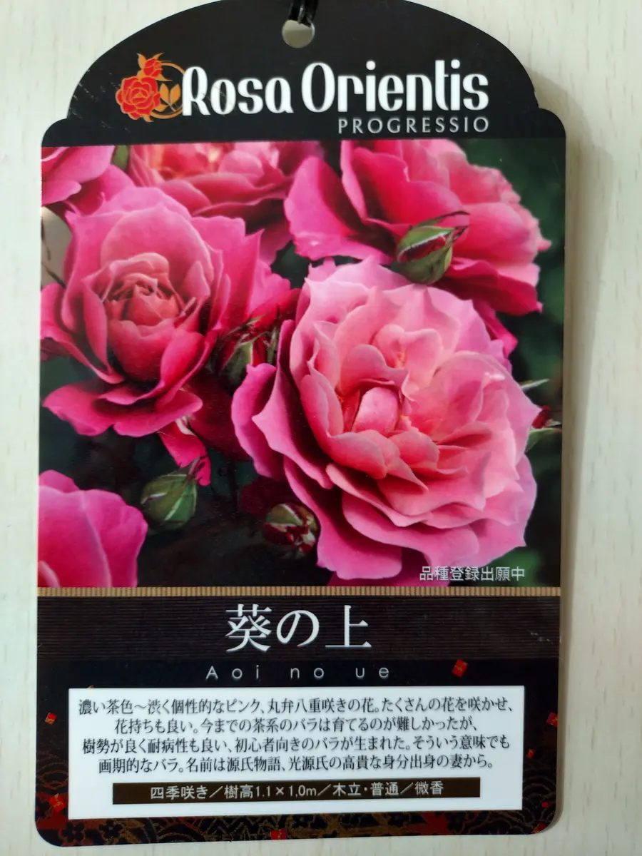 葵の上を新苗から育てる｜そだレポ（栽培レポート）byteacup｜みんなの