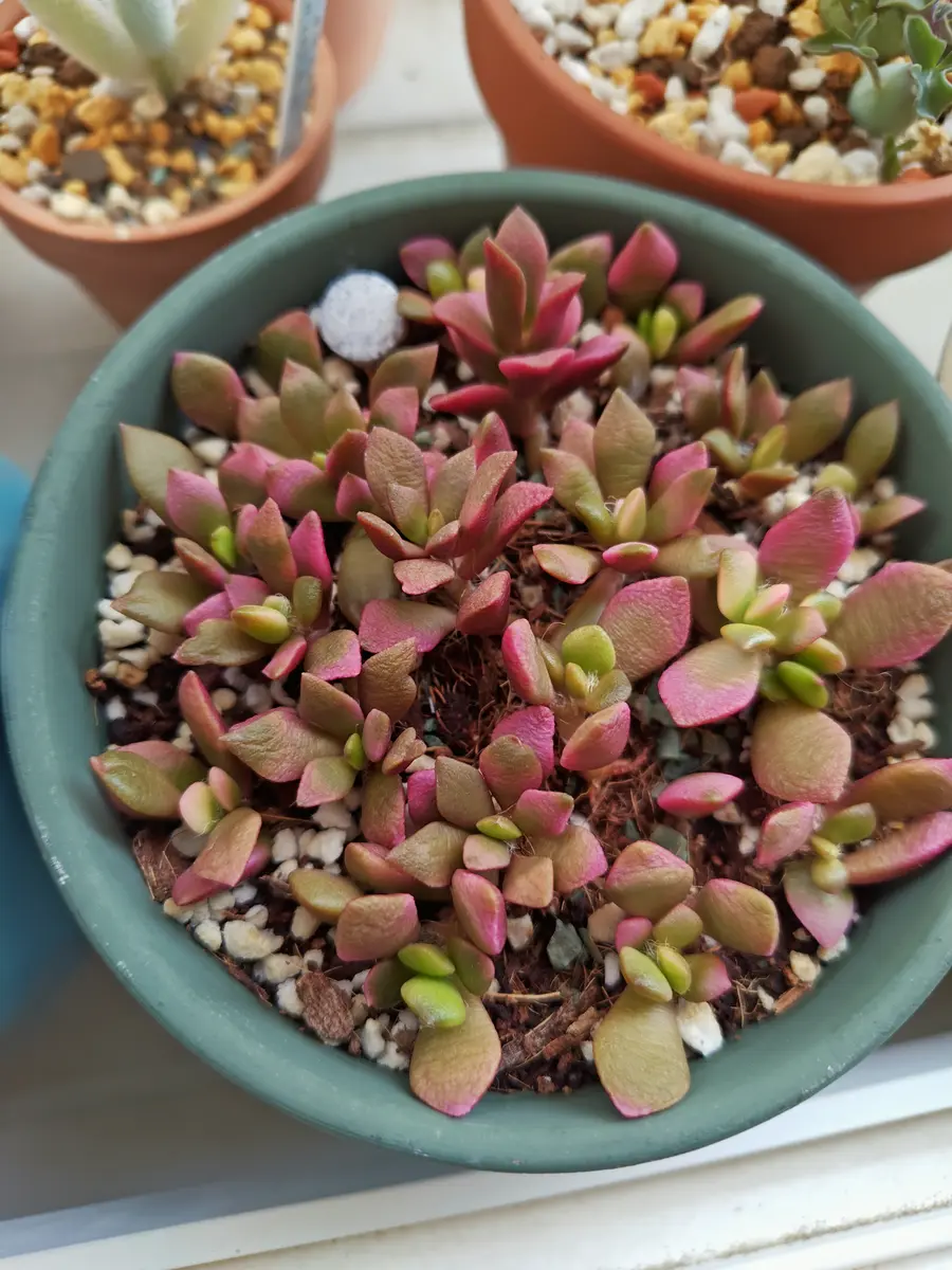 桜吹雪(増殖記録あり)｜そだレポ（栽培レポート）by癸すおう｜みんなの