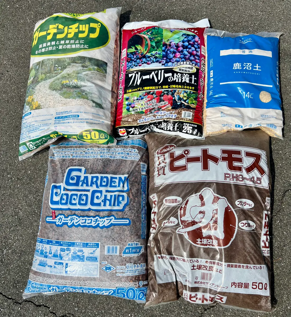 完全初心者による《ケープフェア》の鉢栽培記録｜そだレポ（栽培