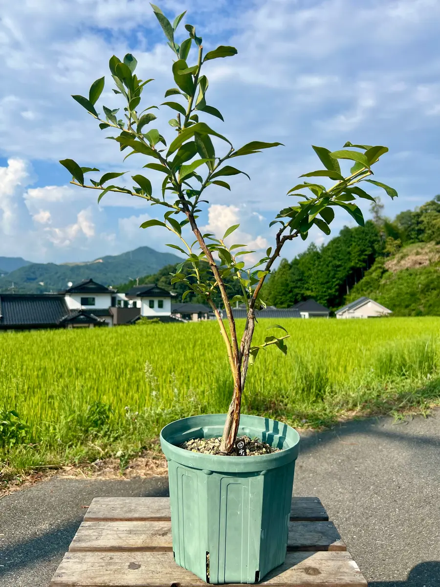 完全初心者による《ティフブルー》の鉢栽培記録｜そだレポ（栽培