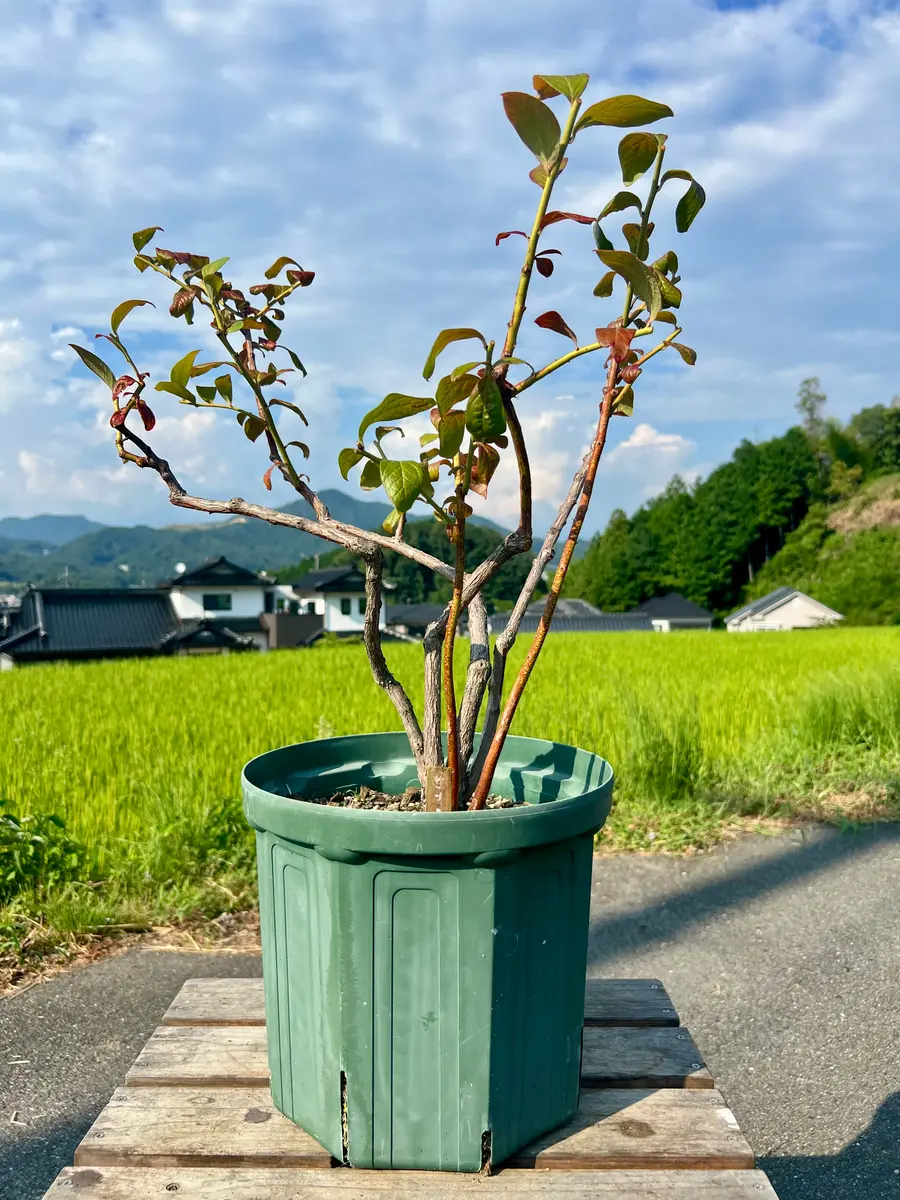 最高峰SS級株！感謝祭、鉢付き！発根済み！大株！特大オルカ！極上株！ 完全初心者による《オニール》の鉢栽培記録｜そだレポ（栽培レポート