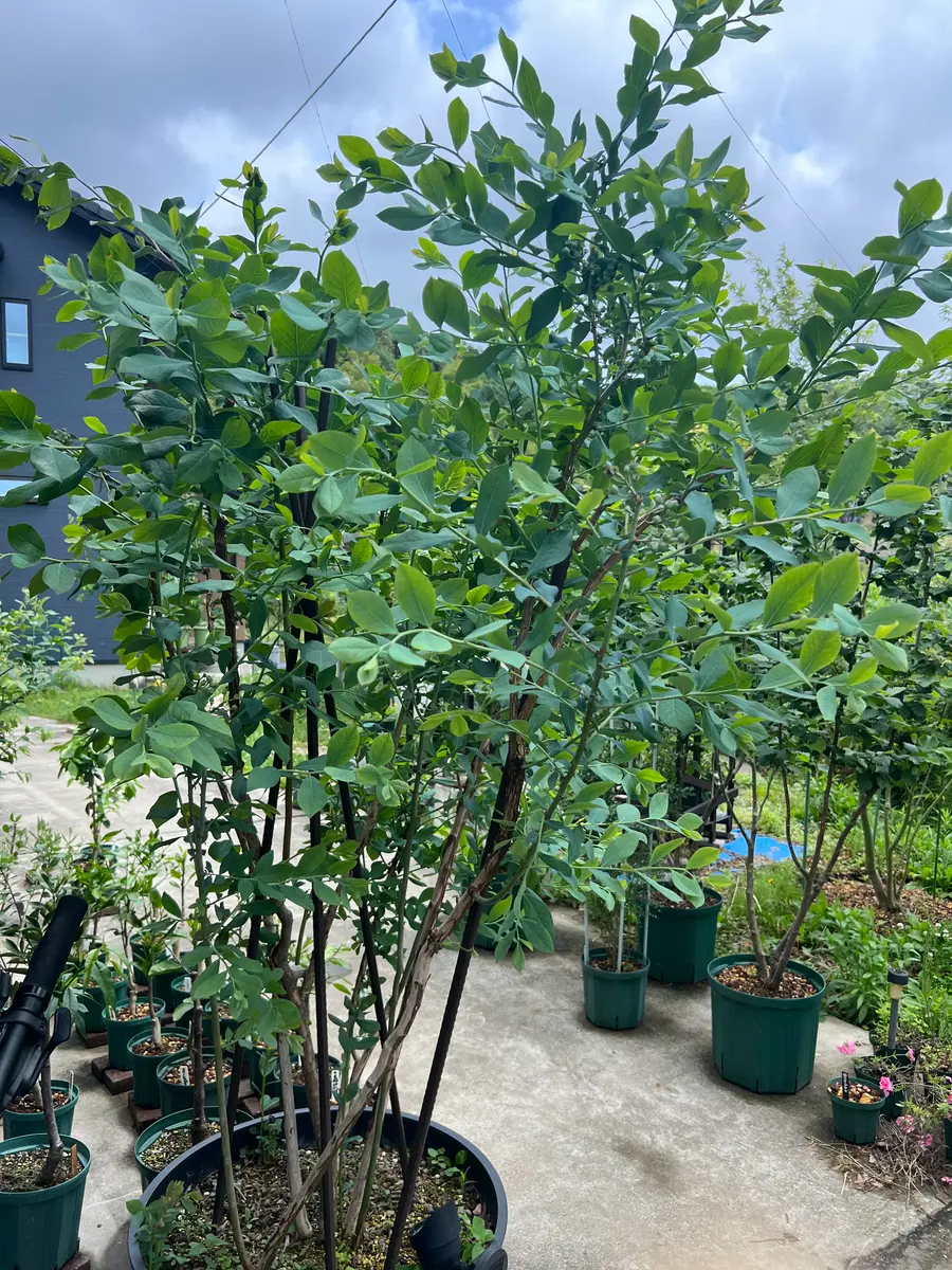 凄い、って！ブルーベリーの木 約1.5メートル 開花中！ 凄い、って