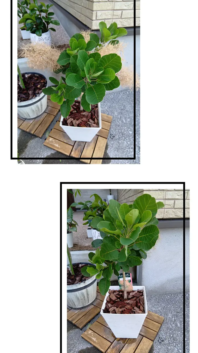 スモークツリー　6号寸　マロンレッド　開花株　　高さ鉢底から約90cm程度 楽天市場】スモークツリー「ピュアレッド」7号大鉢 樹高鉢底より