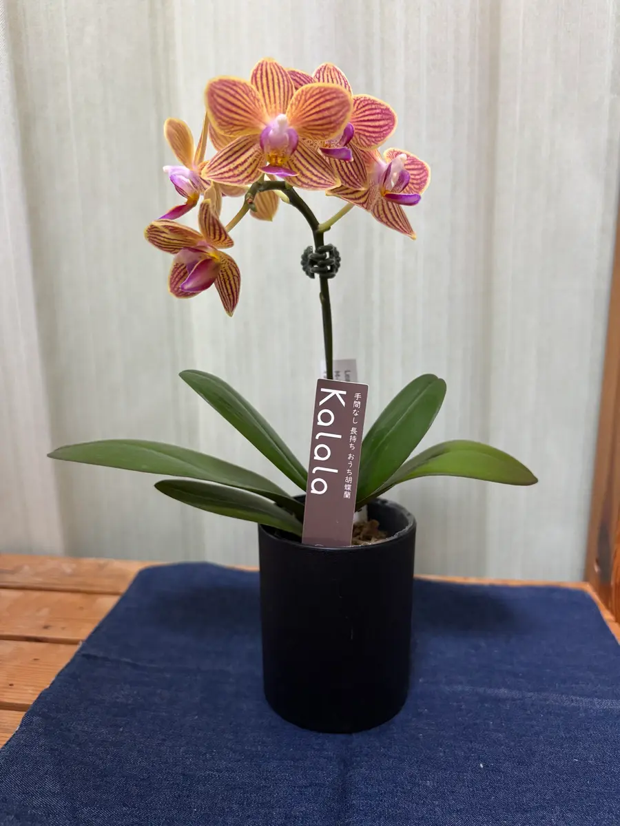 コチョウランを植え替えて、翌年も咲かせよう｜そだレポ（栽培レポート