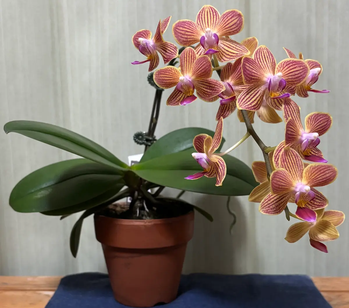 コチョウランを植え替えて、翌年も咲かせよう（完）｜そだレポ（栽培