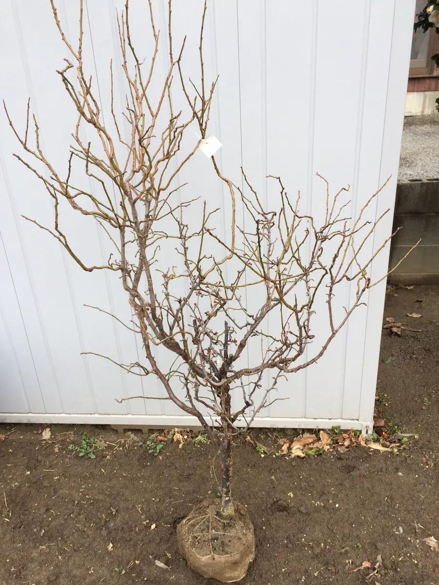 雲竜梅｜そだレポ（栽培レポート）by花椿｜みんなの趣味の園芸