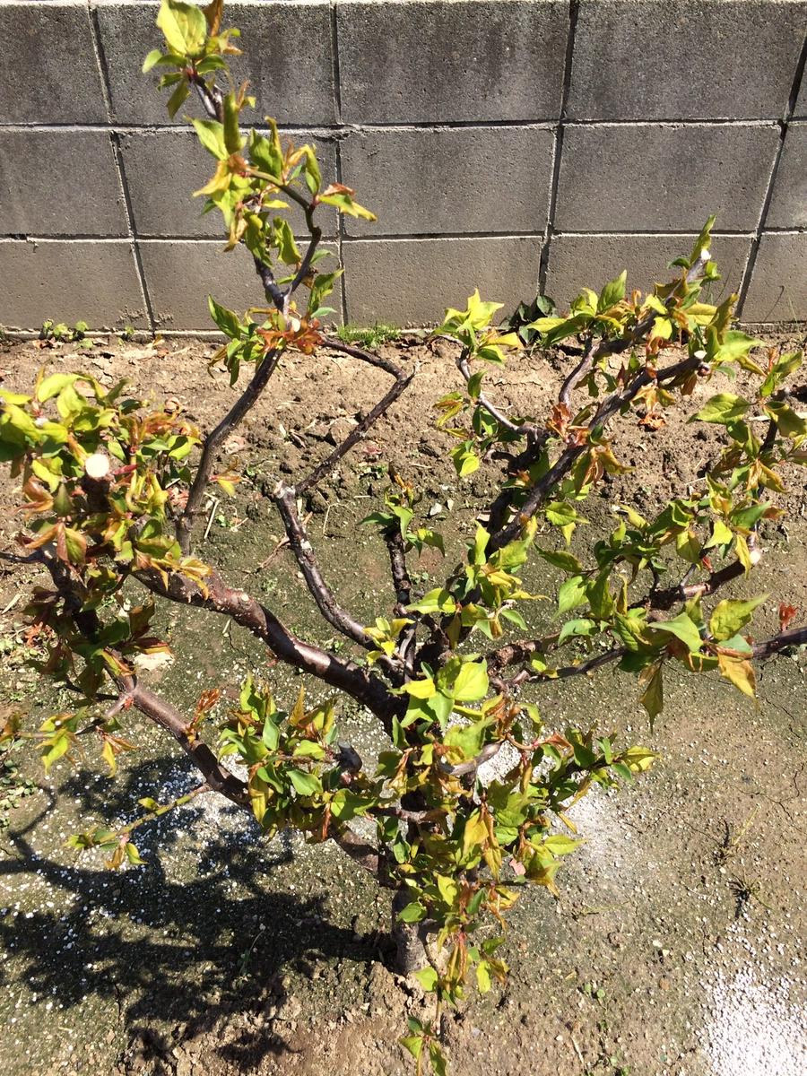 雲竜梅｜そだレポ（栽培レポート）by花椿｜みんなの趣味の園芸
