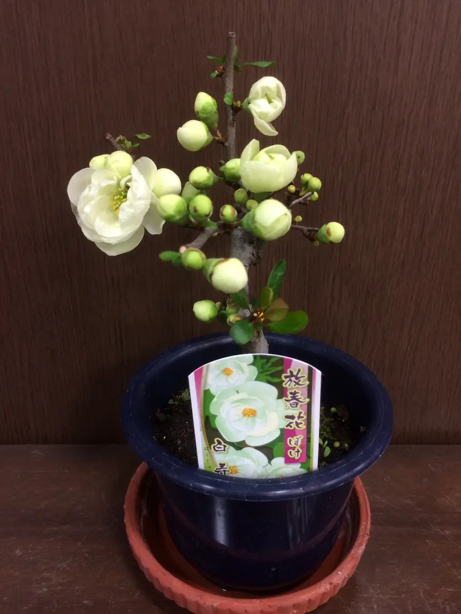 緋の御旗｜そだレポ（栽培レポート）by花椿｜みんなの趣味の園芸