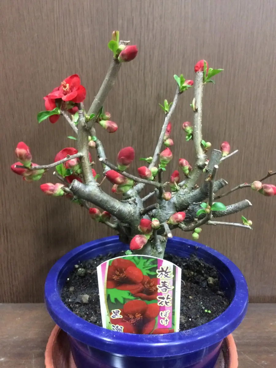 天然ボケ Amazon | ZX-14R ウォーターポンプ カワサキ 純正 中古 バイク