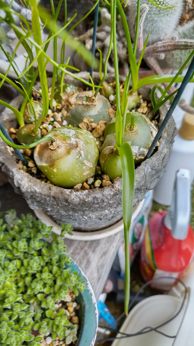 ミニ 蒼角殿鉢ごと全部！ 蒼角殿（ソウカクデン） | [公式]e-花屋さん