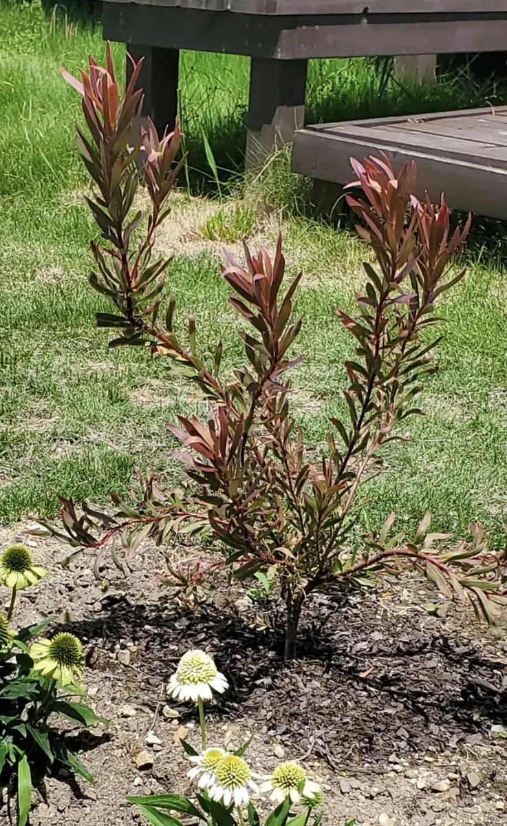 リューカデンドロン（Jolly Joker）を庭に植える‼️｜そだレポ（栽培