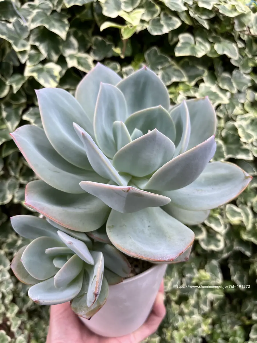 デカベリア計画【白鳳】｜そだレポ（栽培レポート）byみりっと